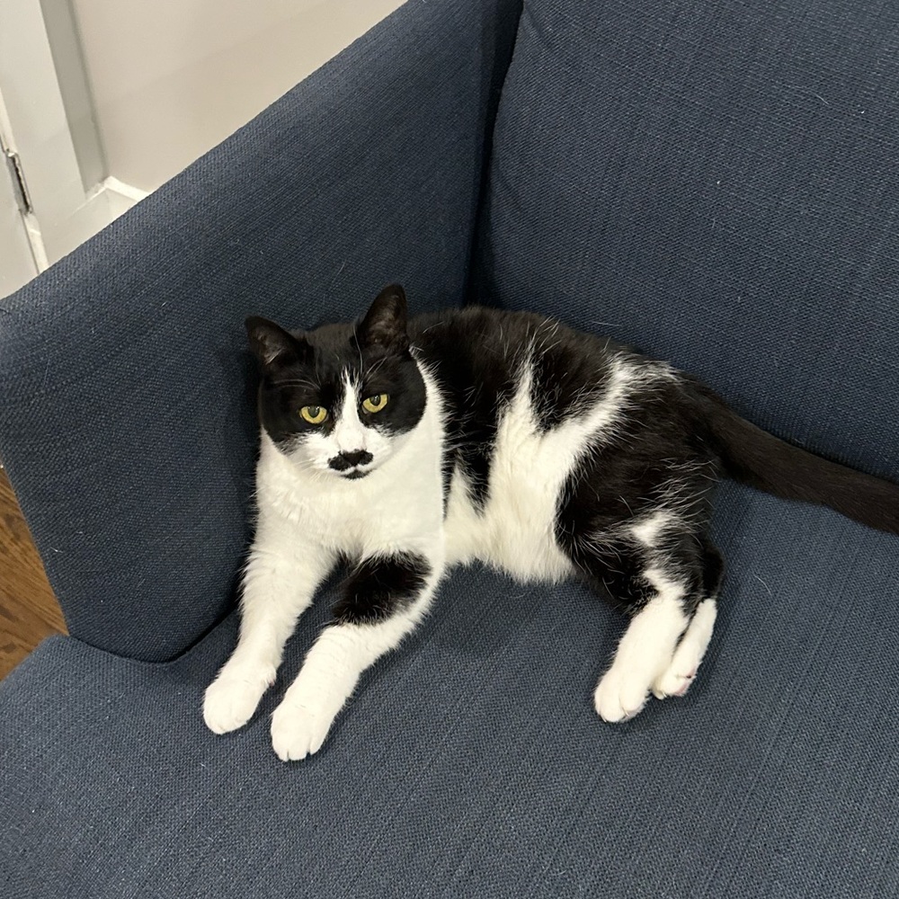 cat toy for Grace [reserved]